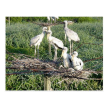 Cigognes en bois sur le nid cartes postales