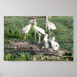 Cigognes en bois sur le nid posters