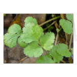 Cilantro Cards
