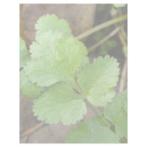Cilantro Letterhead