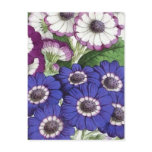 "Cineraria" Vintage Flower Illustration Post Card