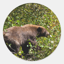 Cinnamon Black Bear Sticker