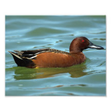 Cinnamon Teal Photographic Print
