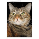 Cinnamon the Cat Card