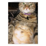 Cinnamon the Cat Greeting Card