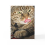 Cinnamon the Cat Greeting Card