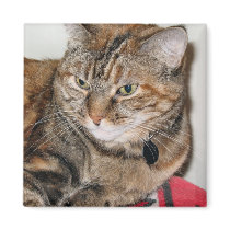 Cinnamon the Cat Refrigerator Magnet