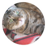 cinnamon the cat on red round stickers