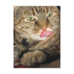 Cinnamon the Cat Postcard