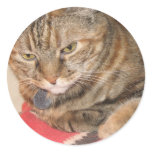 Cinnamon the Cat Round Stickers