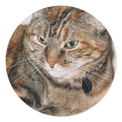 Cinnamon the Cat Round Stickers by DonnaGrayson_Photos
