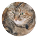 Cinnamon the Cat stickers