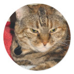 Cinnamon the Cat Round Stickers