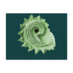 Circular Saw Shell Postcards