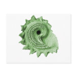 Circular Saw Shell Post Cards