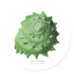 Circular Saw Shell stickers