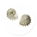 Circular Saw Shell stickers