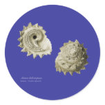 Circular Saw Shell Sticker