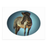 Circular Zebra Postcard