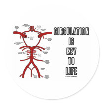 Circulation Is Key To Life (Circle Of Willis)