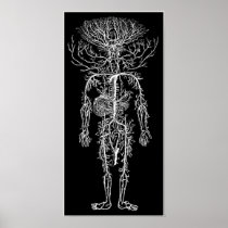 Circulatory System/Antique Medical Illustration Poster