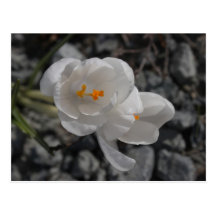 CITR Crocus in the Rocks Post Cards