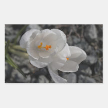 CITR Crocus in the Rocks Rectangular Sticker