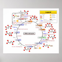 Citric Acid Cycle Tricarboxylic Acid and Aconitate Posters