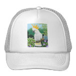 Citron Cockatoo Hat