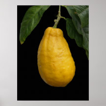 Citron de Meyer Affiche