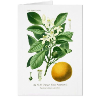 Citrus auranticum (Seville orange) Card by Botany_Boy