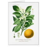 Citrus auranticum (Seville orange) cards