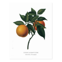 Citrus auranticum 'Seville Orange' Postcards