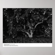 Citrus Trees at Sunrise, January 1966, Ansel Adams Print