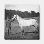 Civil War Horse, 1860s Magnet