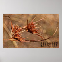 Clairières du feu posters