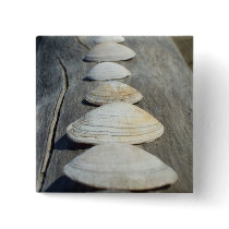 Clam Shells Pins