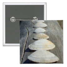 Clam Shells Pins