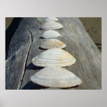 Clam Shells poster