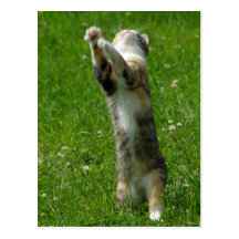 Clap you hands and stamp your feet post cards