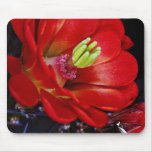 Claret cup cactus (Echinocereus triglochidiatus) Mousepad