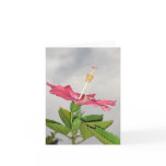 Clarion v2 cards