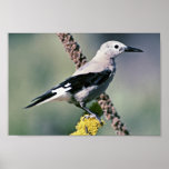 Clark's Nutcracker Print
