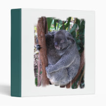 Classeur de famille de koala