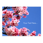 Classy Cherry Blossom Postcards