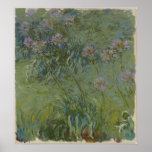 Claude Monet - Agapanthus Print