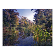 Clear Run. Wacissa Springs, Jefferson Co., Fl. Photographic Print