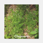 Cleavers Magnet