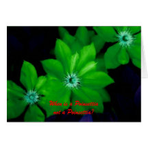 Clematis_2, When is a Poinsettianot a Poinsettia? Cards