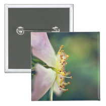 Clematis flower in close up buttons